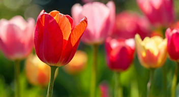 Die Faszination der Tulpenblüte: Ein Fest der Farben (2/10)