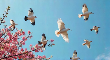Perspektiven zu Zugvögeln im Frühling